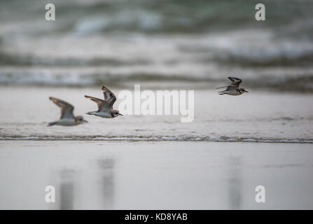 Eine Herde von Seevögel fliegen niedrig über den Strand Stockfoto