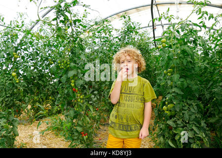 Eine kleine blonde Junge Kommissionierung Tomaten im Garten Stockfoto