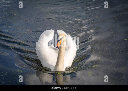 Mute swan Stockfoto