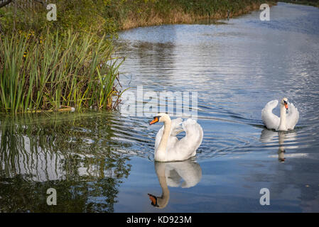 Höckerschwäne Paar Stockfoto