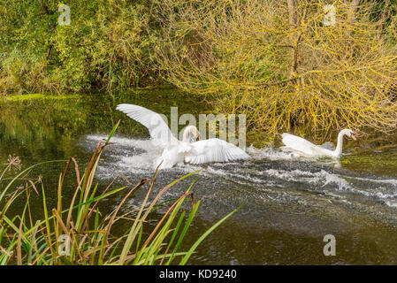 Höckerschwan paar Schwäne kämpfen Stockfoto