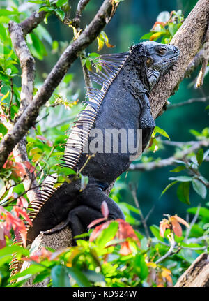 Iguana ruht in einem Baum - Muelle, Costa Rica Stockfoto