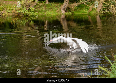 Höckerschwan Landung auf dem Wasser. Stockfoto