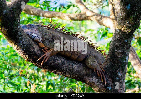 Orangefarbene Iguana ruht in einem Baum - Muelle, Costa Rica Stockfoto
