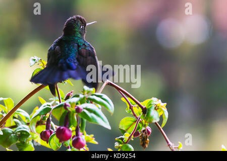 Fiery-throated hummingbird Sitzen auf einem Zweig - Puntarenas, Costa Rica Stockfoto