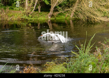 Höckerschwan Landung auf dem Wasser. Stockfoto