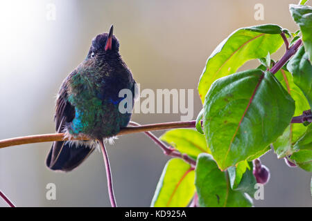 Fiery-throated hummingbird Sitzen auf einem Zweig - Puntarenas, Costa Rica Stockfoto