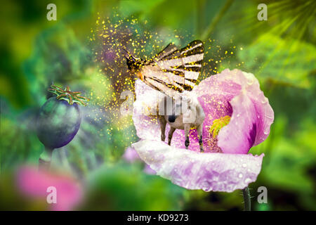 White Fairy Einhorn mit Schmetterlings Flügel auf dem blühen rosa Mohnblüte. Realistisches Märchen magische Manipulation Stockfoto