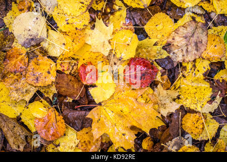 Bunten Hintergrund Bild des gefallenen Blätter im Herbst Stockfoto