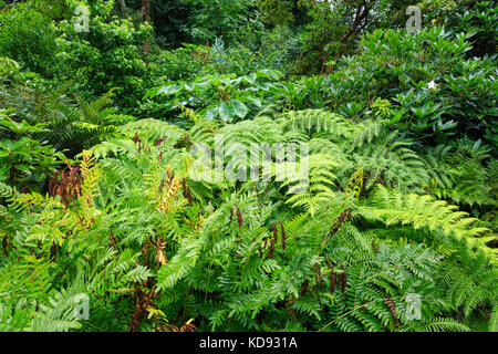 Frankreich, Calvados (50), Cotentin, Bergerac, Parc Emmanuel Liais, classé Jardin remarquable, fougères // Frankreich, Manche, Cherbourg Octeville, Stockfoto