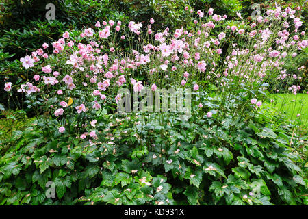 Frankreich, Calvados (50), Cherbourg, Parc Emmanuel Liais, classé Jardin remarquable // Frankreich, Manche, Cherbourg Octeville, der Park Emmanuel Liais Labelle Stockfoto