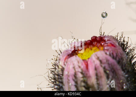 Nahaufnahme der rosa Blume Stockfoto