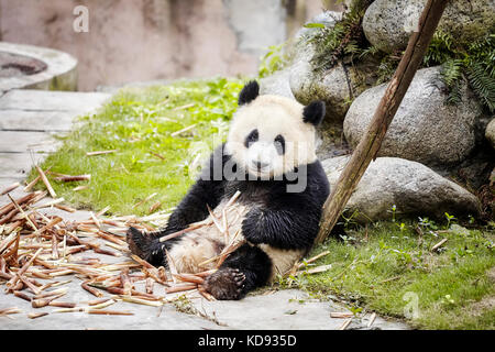 Panda Reste nach dem Essen Bambus, Chengdu, China. Stockfoto