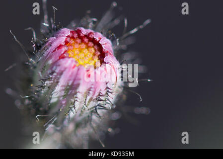 Nahaufnahme der rosa Blume Stockfoto