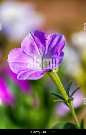 Petunia Blume im Garten Stockfoto