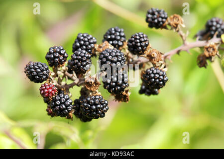 Reihe von Brombeeren Stockfoto