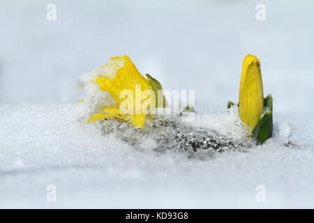 Narzissen wachsen im Schnee Stockfoto