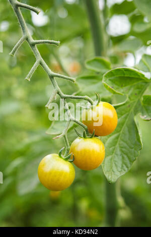 Nahaufnahme von drei kleinen unreifen Kirschtomaten auf einer Tomatenpflanze. Stockfoto