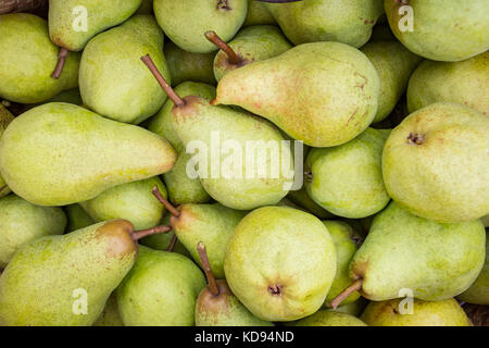 Ansicht von oben in einen Haufen frisch geernteten Konferenz Birnen Detail. Stockfoto