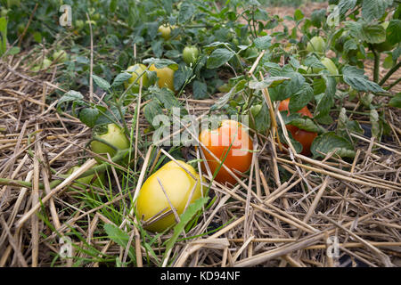 Tomaten draußen wachsen in einem permakultur Weise durch Mulchen der