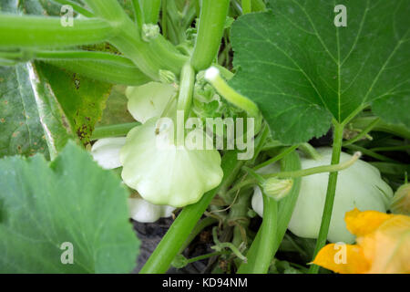 White Patty pan Squash - Cucurbita pepo in einem Gemüsegarten. Stockfoto