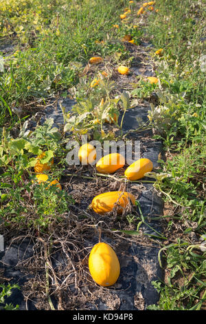 Reife orangene FeldPumkins - Cucurbita pepo - auf dem Boden in einem großen Permakultur Gemüsegarten. Stockfoto
