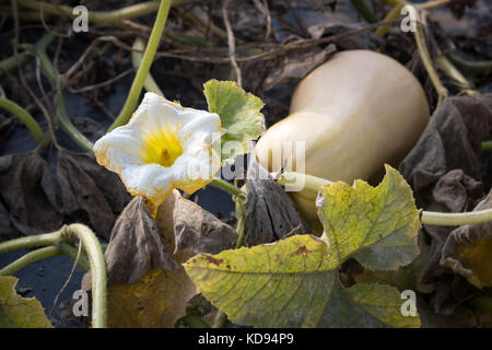 Ein reifer Crookneck-Kürbis - Cucurbita moschata - liegt auf einem Permakulturfeld mit der Blüte eines Kürbiss und einer Heuschrecke. Stockfoto