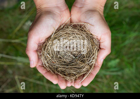 Weibliche Hände halten einen zerbrechlichen leer Bird's Nest, von oben mit einem grünen Gras Hintergrund gesehen. Stockfoto