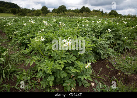 Blühende Pflanze Kartoffel - Solanum tuberosum - in einem Feld außerhalb wächst. Stockfoto
