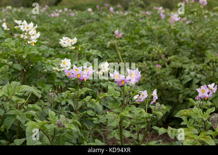 Blühende Kartoffelpflanzen - Solanum tuberosum. Stockfoto