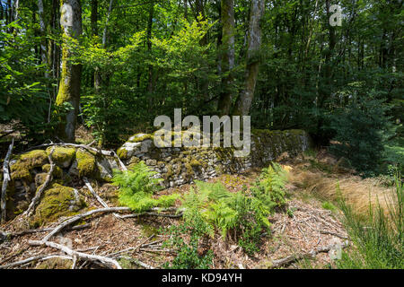 Saint Goussud, FRANKREICH - 24. JUNI 2017: Eine archäologische Stätte einer alten moosbedeckten gallorömischen Stadtmauer inmitten eines Sommerwaldes. Stockfoto
