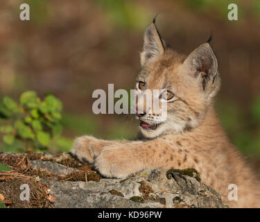 Sibirische lynx Kitten mit Tatzen auf Felsvorsprung Stockfoto