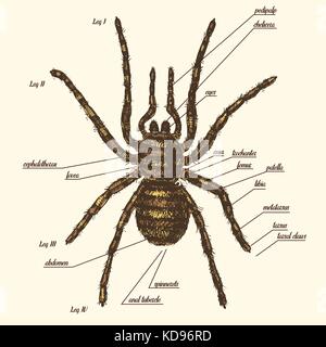 Abbildung einer Spinne Anatomie gehören alle Name des Tieres Teile. birdeater Arten in Hand gezeichnet oder gravierte Stil. arachnology Stock Vektor