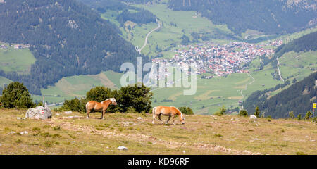 Zwei Pferde grasen auf der Weide in den Alpen, Dorf im Hintergrund Stockfoto