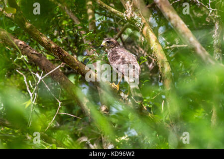 "Gavião-carijó (rupornis magnirostris) fotografado em Santa Teresa, Espírito Santo Nordeste do Brasil. b... Mata Atlântica. registro feito em 2013. Stockfoto