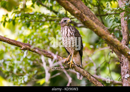 "Gavião-carijó (rupornis magnirostris) fotografado em Santa Teresa, Espírito Santo Nordeste do Brasil. b... Mata Atlântica. registro feito em 2013. Stockfoto