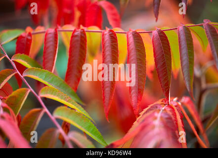 Kleine Sumac Baum Stockfoto