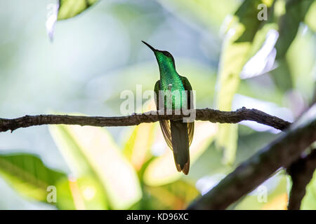 "Beija-Flor-de-Fronte - Violeta (thalurania glaucopis) fotografado em Santa Teresa, Espírito Santo Nordeste do Brasil. b... Mata Atlântica. registro Stockfoto