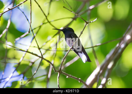 "Beija-Flor-Preto (florisuga fusca) fotografado em Santa Teresa, Espírito Santo Nordeste do Brasil. b... Mata Atlântica. registro feito em 2013. Stockfoto