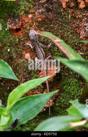 "Lagarto calango (tropidurus torquatus) fotografado em Domingos Martins, Espírito Santo Nordeste do Brasil. b... Mata Atlântica. registro feito em Stockfoto