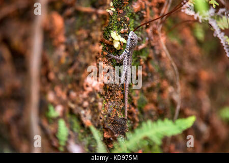 "Lagarto calango (tropidurus torquatus) fotografado em Domingos Martins, Espírito Santo Nordeste do Brasil. b... Mata Atlântica. registro feito em Stockfoto