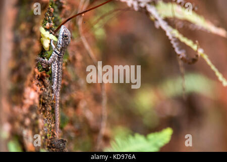 "Lagarto calango (tropidurus torquatus) fotografado em Domingos Martins, Espírito Santo Nordeste do Brasil. b... Mata Atlântica. registro feito em Stockfoto