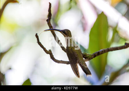 'Balança-rabo-de-bico-torto (Glaucis hirsutus) fotografado em Santa Teresa, Espírito Santo - Sudeste do Brasil. Bioma Mata Atlântica. Registro feito Stockfoto