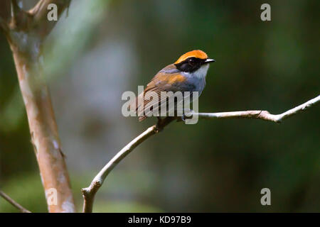 'Cuspidor-de-máscara-preta (Conopopophaga melanops) fotografado em Santa Teresa, Espírito Santo - Sudeste do Brasil. Bioma Mata Atlântica. Registrierung fei Stockfoto