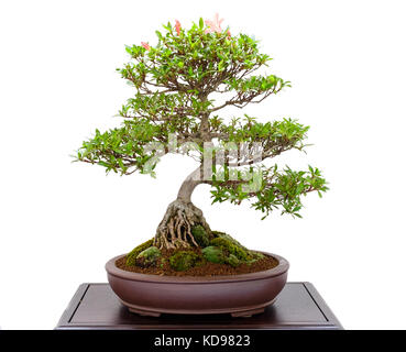 Bonsai Baum Azalee (Rhododendron Indicum) mit rosa Blumen Stockfoto