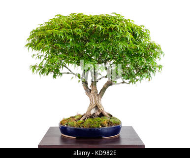 Bonsai Japanischer Ahorn (Acer palmatum kiyohime) Weiß isoliert Stockfoto