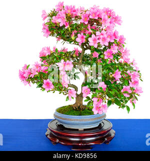 Rhododendron indicum Bonsai Baum mit rosa Blüten weiß isoliert Stockfoto