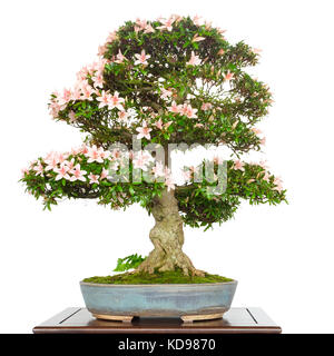 Azalea Rhododendron als Bonsai Baum mit rosa Blüten und alte Rinde Stockfoto