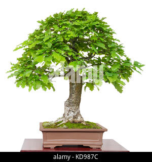 Alte Eiche (Quercus robur) als grüne Bonsai Baum Weiß isoliert Stockfoto