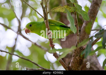 'Periquito-rico (Brotogeris tirica) fotografado em Conceição da Barra, Espírito Santo - Sudeste do Brasil. Bioma Mata Atlântica. Registrierung für 20 Stockfoto
